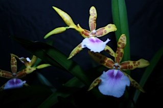 Profile